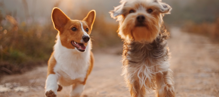 Animal rescue fundraising platform for shelters and pet rescues